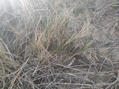 Sporobolus virginicus