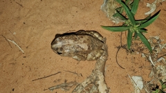 Sclerophrys regularis