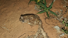 Sclerophrys regularis