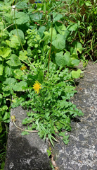 Taraxacum duplidentifrons