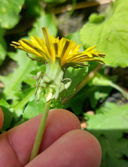 Taraxacum duplidentifrons
