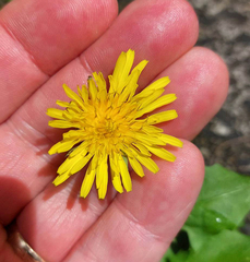 Taraxacum duplidentifrons