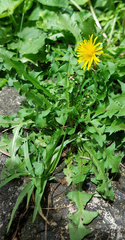 Taraxacum duplidentifrons