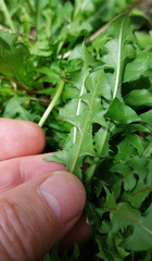 Taraxacum duplidentifrons