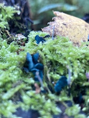 Chlorociboria aeruginascens