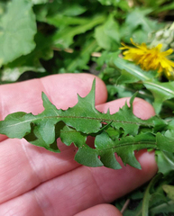 Taraxacum duplidentifrons