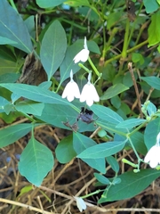 Rhinacanthus nasutus