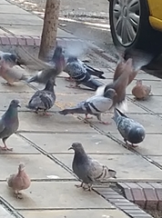 Columba livia domestica