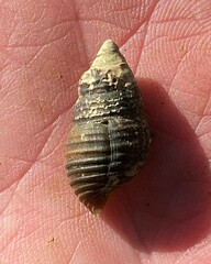 Elimia lecontiana