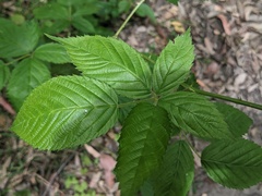 Rubus grabowskii