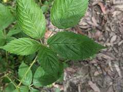 Rubus grabowskii