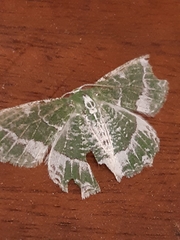 Eucyclodes insperata