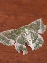 Eucyclodes insperata