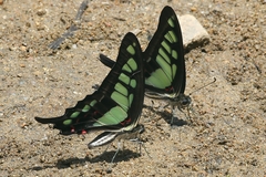 Graphium cloanthus