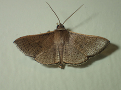 Striglina