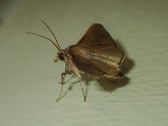 Striglina