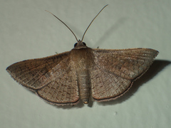Striglina