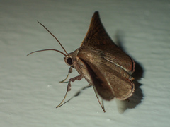 Striglina