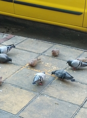 Streptopelia senegalensis