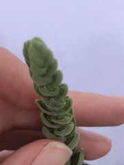 Crassula capitella