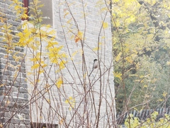 Aegithalos glaucogularis