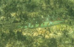 Halichoeres margaritaceus