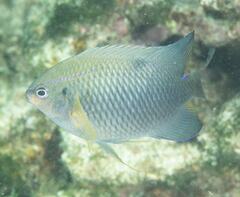 Neoglyphidodon polyacanthus