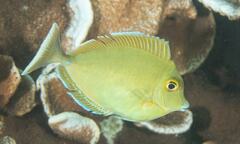 Naso unicornis