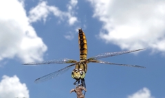 Aethriamanta brevipennis