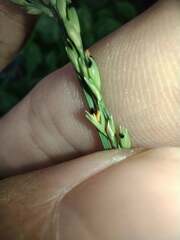 Urochloa glumaris