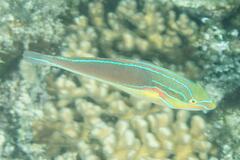 Stethojulis bandanensis