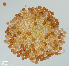 Puccinia hydrocotyles