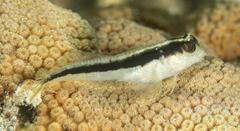 Parablennius serratolineatus