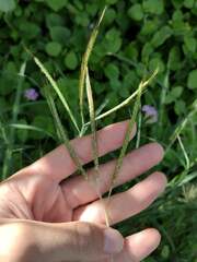 Dichanthium aristatum
