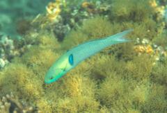 Thalassoma amblycephalus