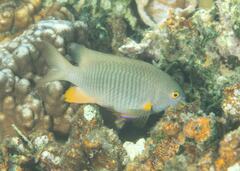 Plectroglyphidodon gascoynei