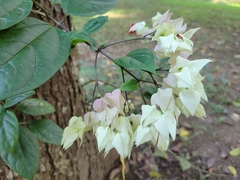 Clerodendrum thomsoniae