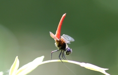 Aethriamanta brevipennis