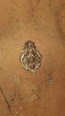 Sclerophrys xeros
