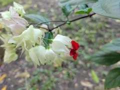 Clerodendrum thomsoniae