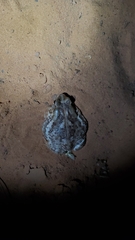 Sclerophrys xeros