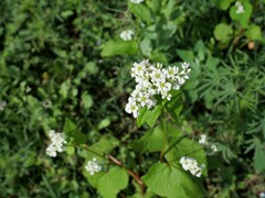 Fagopyrum esculentum