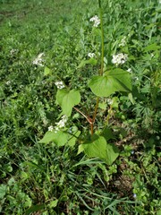Fagopyrum esculentum