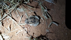 Sclerophrys regularis