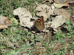 Aglais caschmirensis