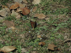 Aglais caschmirensis