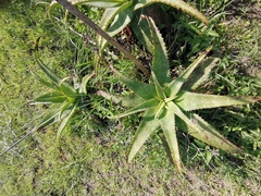 Aloe greatheadii