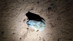 Sclerophrys regularis