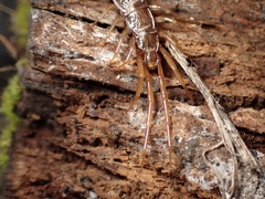 Lithobiidae