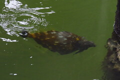 Cantherhines macrocerus